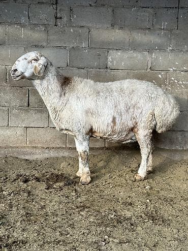 Грызуны: Продаю | Овца (самка) | Гиссарская, Полукровка, Долан | Для разведения — 2