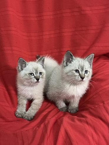 манчкин кот цена: Британская короткошёрстная, 2 месяца, Мальчик, Белый, Приучена к лотку — 2