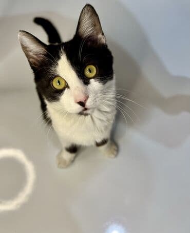 абесинская кошка: Кошка даром: Абиссинская, 4 месяца, Мальчик, Приучена к лотку, Проглистована — 1