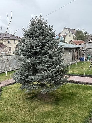 голубая елка: Ель голубая (Picea pungens glauca) — крупное ландшафтное дерево для — 1
