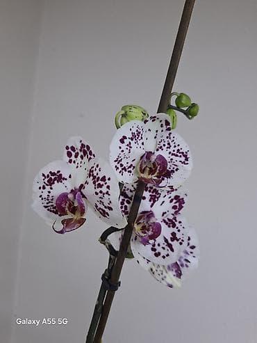 роза кочот: 2 цветанос + горшок фитильный полив — 1