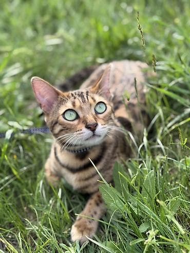 fermer kg: 🐾 Ищем кота для вязки 🐾 Бенгальская красавица ищет породистого кота — 2