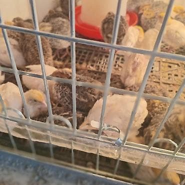 кукуруз продаю: Перепела-бройлеры (молодняк) - Вид: перепелята мясо-яичных кроссов - — 2