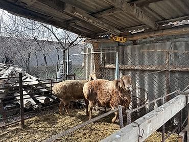 german shepherd: Продаю | Баран (самец) | Для разведения — 5