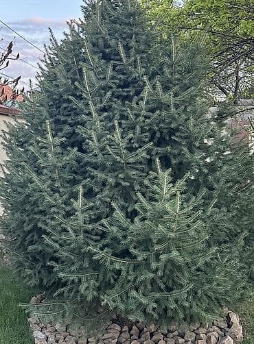Ель декоративная (хвойное дерево для участка) - Пышная, густая крона at lalafo.kg Ель декоративная (хвойное дерево для участка) - Пышная, густая крона