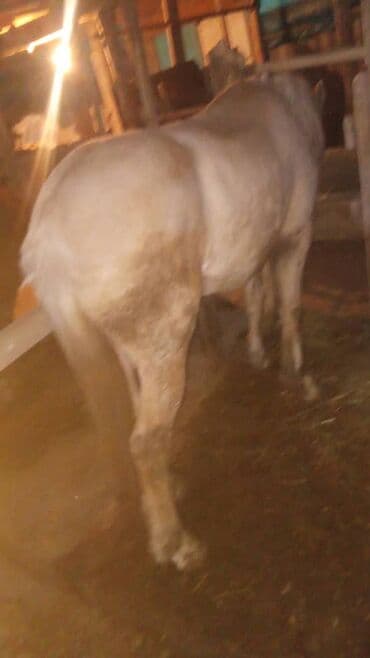 жылкы сатуу: Сатам | Жылкы (эркек) | Союуга — 2