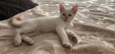 котенок пародистый: Кошка даром: Беспородная, 2 месяца, Мальчик, Приучена к лотку — 3