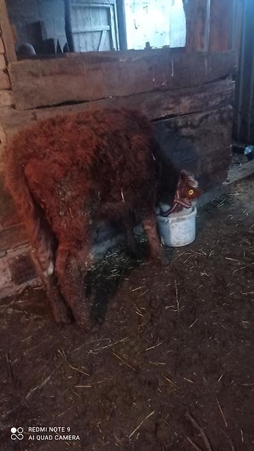 голова коровы: Продаю | Музоо, торпок | Герефорд | На откорм — 6