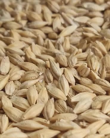 отдам кошку в добрые руки: Продается Ячмень (Арпа) 30тонн чистый,сухой,вес тяжёлый только — 2