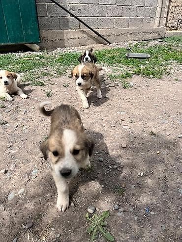 собаки рынок в бишкеке цены: Алабай, 2 месяца, Самка — 3