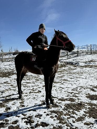 карликовый шпиц цена: Продаю | Конь (самец) — 6