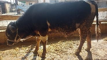 куплю бык: Продаю | Бык (самец) | На откорм | Привязанные — 1