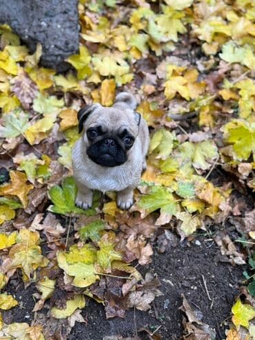цена французский бульдог: Мопс, 1 год, Самец, С прививкой — 6