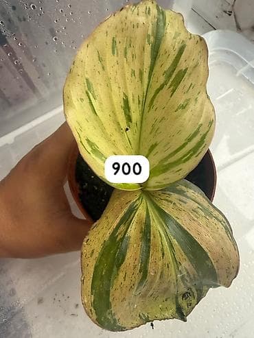 Компферия Calathea/Goeppertia) с необычной окраской листьев — — 1