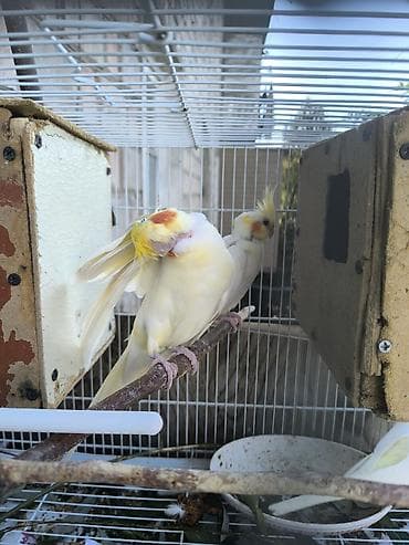 клетка для кореллы: Срочно срочно продаю попугай карелла пара самка и самец рабочая у них — 4