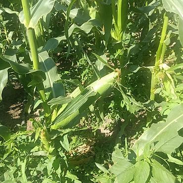 Продаю сладкую 🌽 сорт драйвер с огород 20сом4000штук