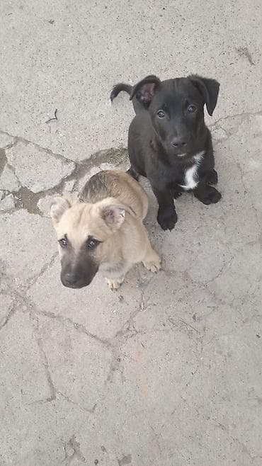 мышык бекер: Отдам даром щенят.Рыжая девочка и два мальчика.На половину — 5