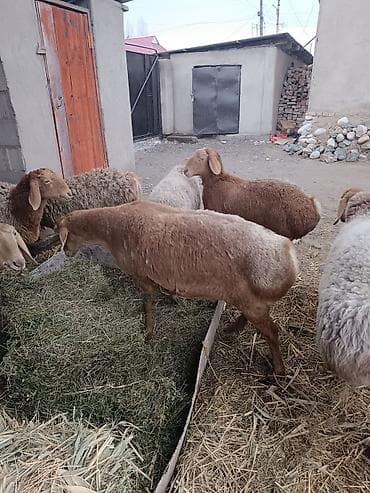 сколько стоят собаки: Продаю | Овца (самка) | Для разведения | Матка — 4