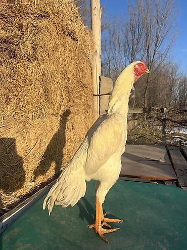 Собаки: Продаю | Петух | Для разведения — 4