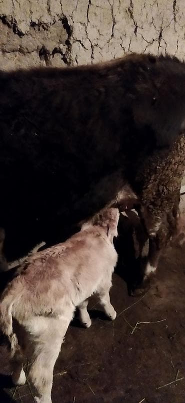 малочный каровы: Продаю | Корова (самка) | Для молока — 3