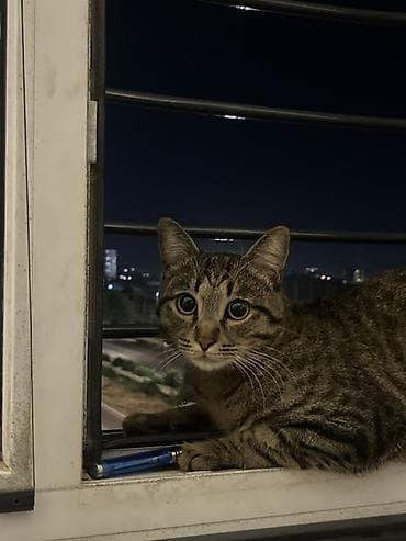 кошка мышык: Мышык бекер берилет: Породасыз, 1 жаш, Эркек, Бычылган, Аргын, Лотокко барууга үйрөтүлгөн — 1