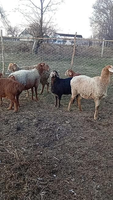 романовский порода: Продаю | Баран (самец) | Арашан — 8