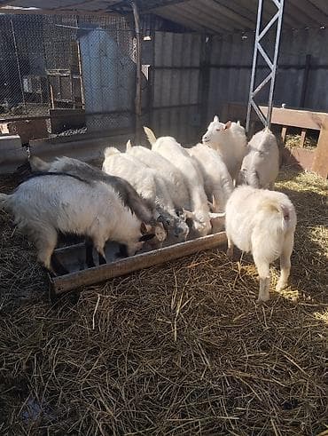 Кошки: Продаю | Козёл (самец) | Зааненская | На забой, Для разведения — 1