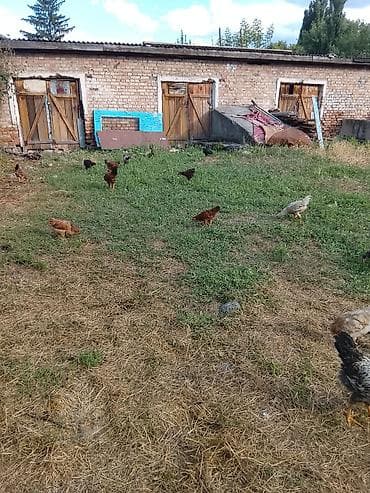 Продаю | Куры | Домашняя | Для разведения at lalafo.kg Продаю | Куры | Домашняя | Для разведения