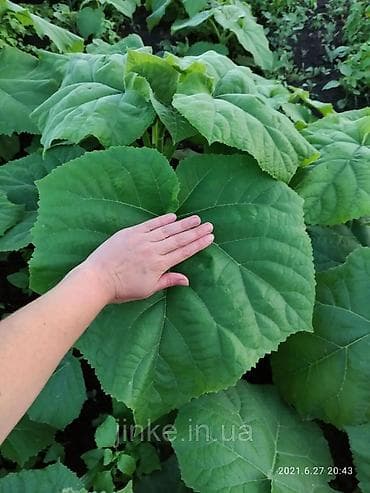 сансевиерия купить: Павлония черенки Павлония "Кут дарагы" тамыр калемчелери быстро и — 4