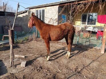 собаки для охраны: Продаю | Жеребенок | Для разведения — 1