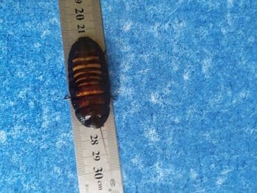 корм для мальков форели: Мадагаскарский шипящий таракан (Gromfadorhina Portentosa), имаго, F 3 — 7