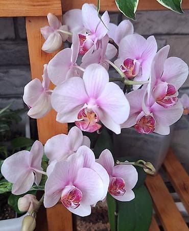 орхид: Орхидея фаленопсис в прозрачном пластиковом кашпо. - Окраска цветов — 1