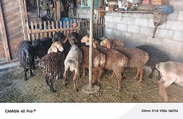 Продаю | Баран (самец) | Полукровка | Для разведения
