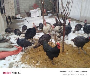 Собаки: Продаю | Индюк (самец) | Полукровка | Для разведения | Племенные — 5