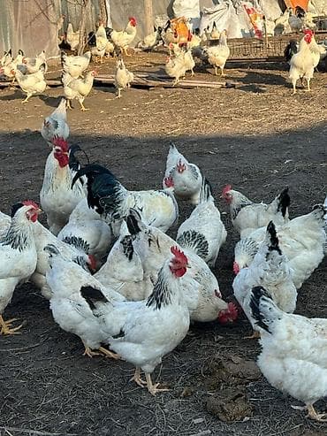 Грызуны: Продаю кур породы Адлер. 50 голов. Стабильно дают по 30 яиц. 100% — 3