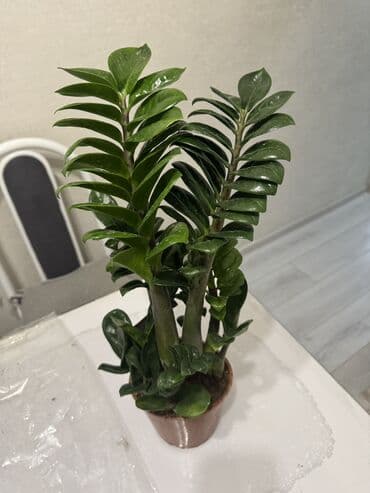 растения аквариумные купить: Пальмы(Хомедория),замиокулькасы(доллар) Зензи,черный доллар,зеленый — 4