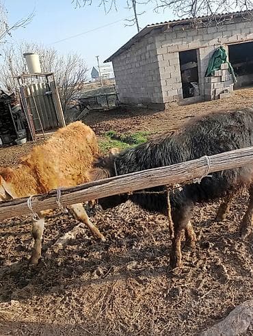 Ветеринар кызматы: Сатам | Музоо | Бордоп семиртүү үчүн | Байланган — 7