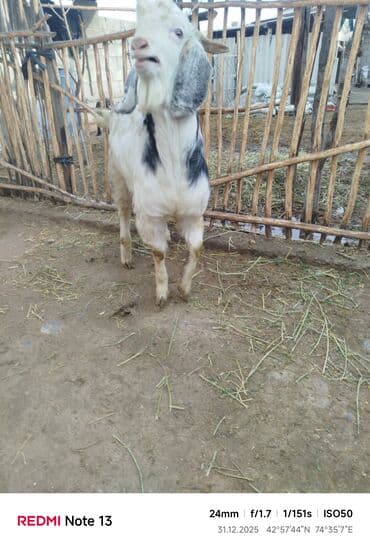 хаски фото щенки цена: Продаю | Коза (самка) | Полукровка | Для разведения — 1