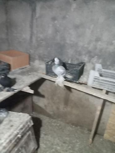 голуби животные: Голуби декоративные, разноокраска и типы оперения лап (космачи) — 9