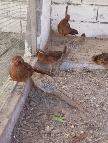 Ковролин: Продам золотых и лимонных фазанов этого года парами и по отдельности — 5