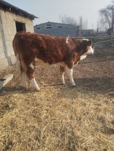 собака шпиц: Продаю | Бык (самец) | На откорм | Привязанные — 7