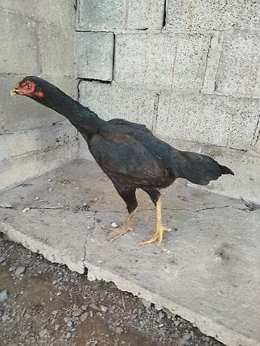 суточный квартира джалал абад: Дакан мекиштер сатылат активный 8 штук бар алмашу жолдору бар жемге — 8