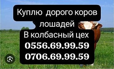 жан жаныбарлар: Колбаса цехи : Уйлар, букалар, | Союуга, этке — 1