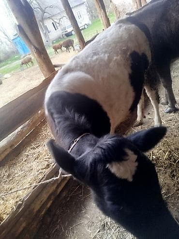 телки стельные: Продаю | Тёлка | Для разведения | Отела не было — 2