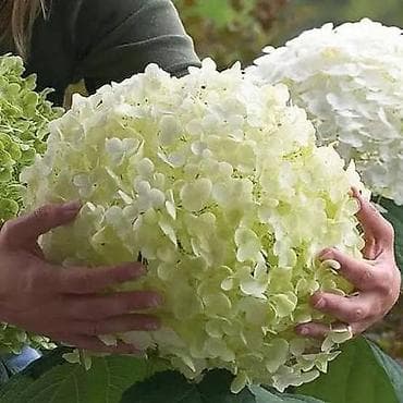 шоколадный букет: Саженцы Самовывоз, Платная доставка — 3