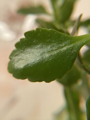 вентилятор с пультом бишкек: Продаю объектив для камеры телефона брендовая с 🇺🇸,объективы как — 7