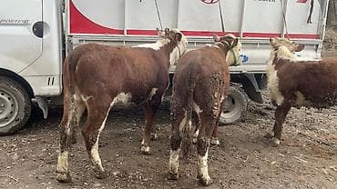 дойыный карова: Продаю | Корова (самка), Тёлка | Герефорд | На откорм, Для разведения, Для молока — 4