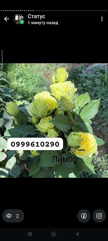 биндеры 18 листов для дома: Саженцы цветка: Розы, Платная доставка — 2