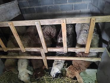 яйца биг 6: Продаю | Овца (самка) | Полукровка | Для разведения | Матка — 8