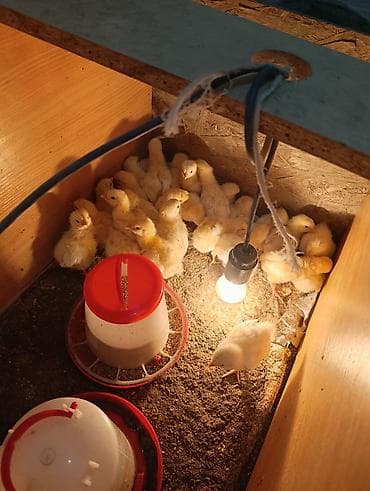 Продаю | Цыплята | Бройлерная | На забой